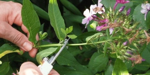 Trebam li rezati flokse za zimu: uvjeti i pravila za obrezivanje